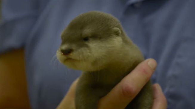 Wasserscheuer Otter: Triton will ins Trockene
