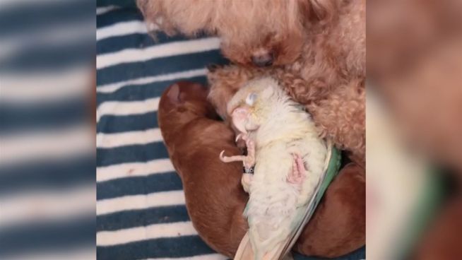 Süße Zuwendung: Hunde-Mama adoptiert Vogel
