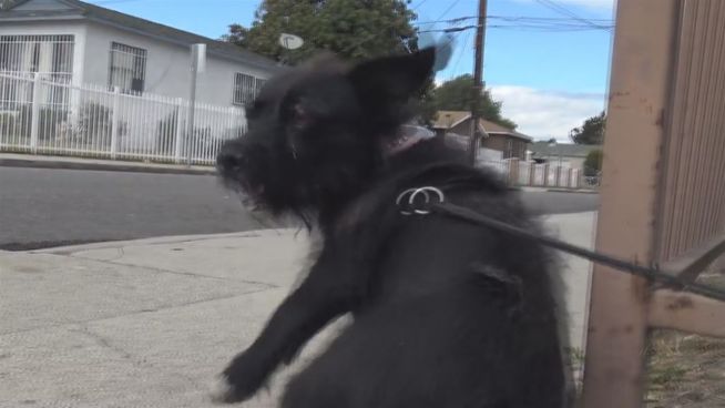 Trotzig: Angefahrener Hund flüchtet vor eigenen Rettern