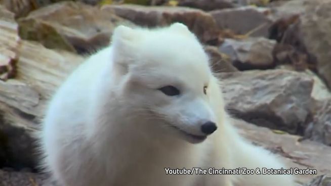 Schnuppernase spürt auf: Polarfuchs spielt mit Futter