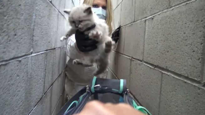 Rührende Rettung: Fünf Katzenbabies aus Müll befreit
