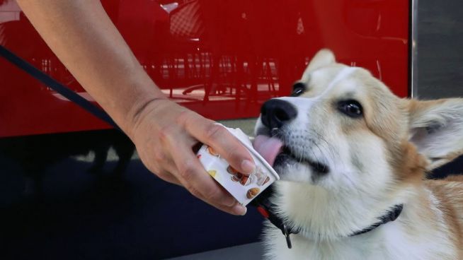 Stracciatella, Vanille, Leberwurst: Leckere Abkühlung für Hunde
