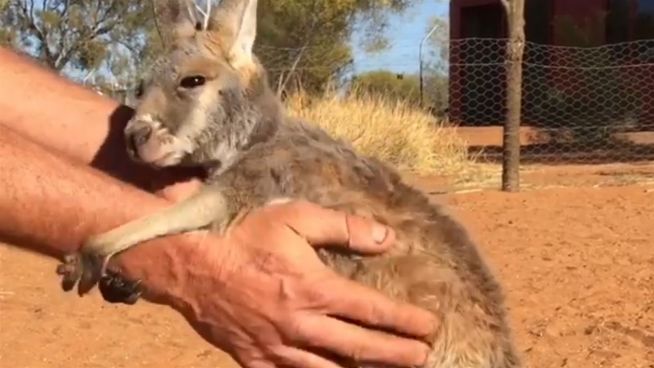 Lass mich nicht los: Känguru im Kuschelwahn