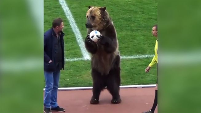 Tierquäler: Bär muss russische Fussballfans belustigen
