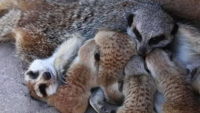 Süßer gehts nicht: Erdmännchen-Babies im Melbourne Zoo