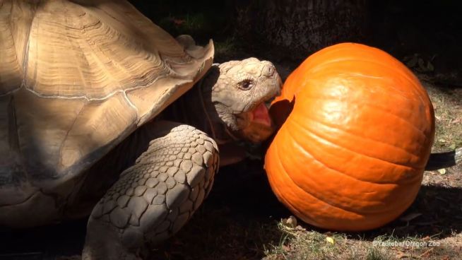 Schildkröte feiert Halloween
