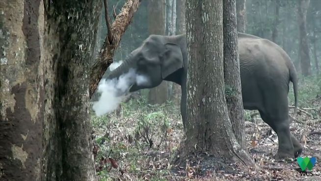Griff zur Dschungel-Zigarette: Dieser Elefant raucht