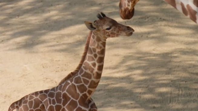 Wasserscheue Giraffe: Kalb erkundet Außengehege