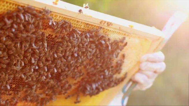 Bienenstöcke zum Selbermachen