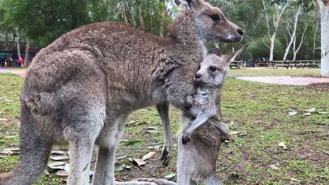 Auf dem Sprung: Baby-Känguru wagt erste Hüpfer