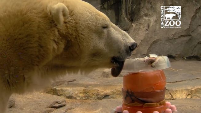 Eiskalte Erfrischung: Leckere Eistorten für Eisbären