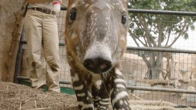 Knuddelalarm: Tapir-Baby zeigt seinen Rüssel