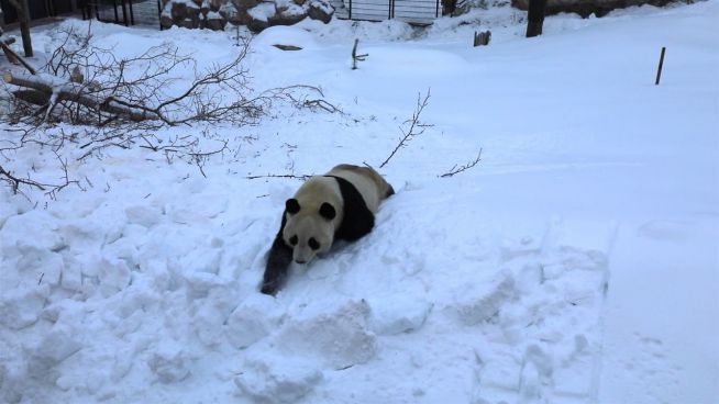 Willkommensgruß aus Finnland: Pandas toben im Schnee