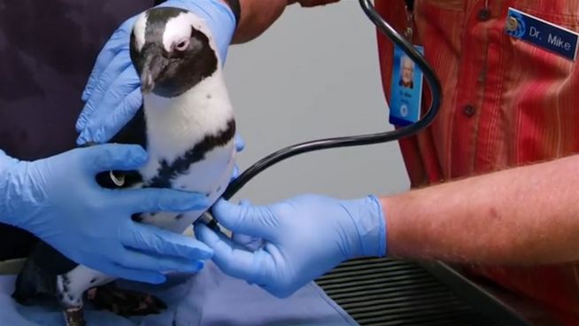 Check-Up bei Pinguinen: Routineuntersuchung im Zoo