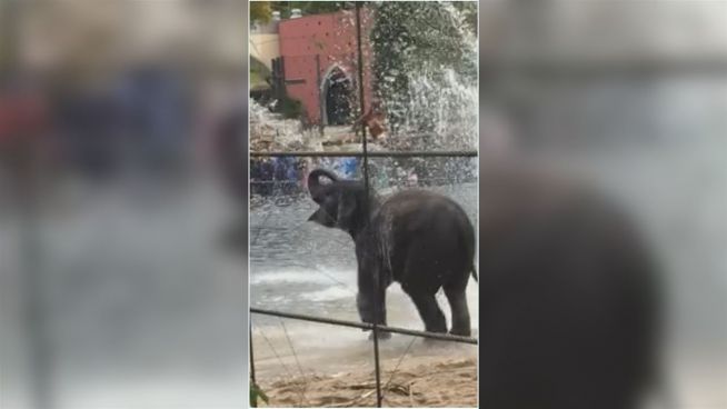 Plansch-Spaß: Babyelefant fasziniert von Wasserfontäne