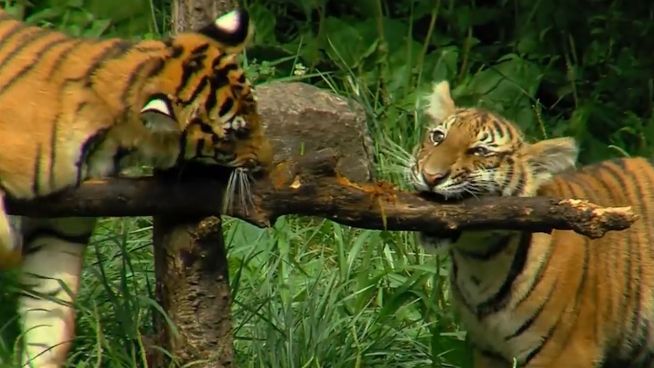 Tiger-Geburtstag in Ohio: Dreifaches Glück