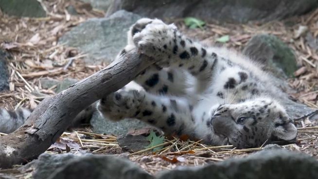 Süßes Schneeleoparden-Baby: Neue Geisterkatze im Zoo
