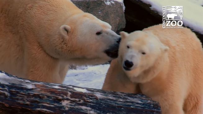 Frostige Liebe: Polarbären im Liebesglück