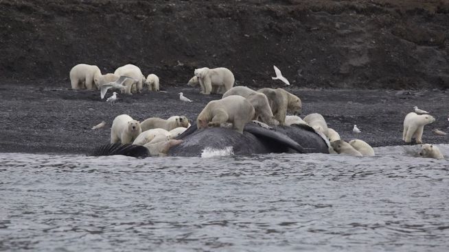 Massenfressen: Hunderte Eisbären vernaschen Wal