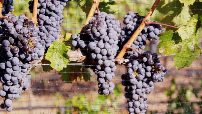 Wie sich der Weinanbau in Zukunft verändert