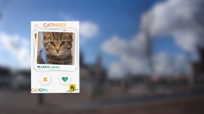 Catinder: Neue Dating-App für einsame Kätzchen