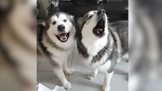 Gejaule im Doppelpack: Hundegesang bei Instagram