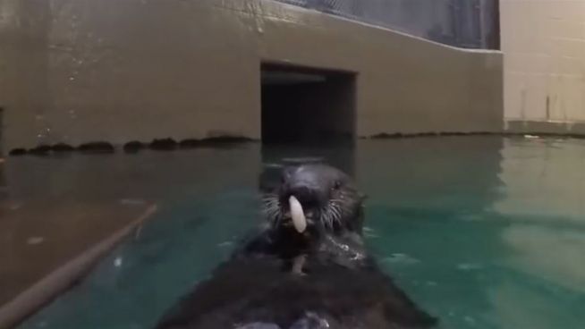 Garnele statt Fläschchen: Otter frisst das erste Mahl