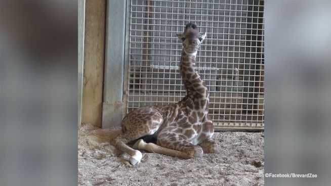 Lustige Lauscher: Giraffen-Baby wackelt mit den Ohren