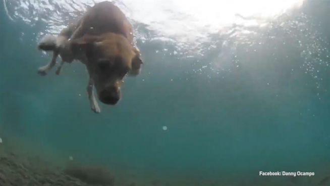 Letzte Ruhe unter Wasser: Sheldon, der tauchende Hund