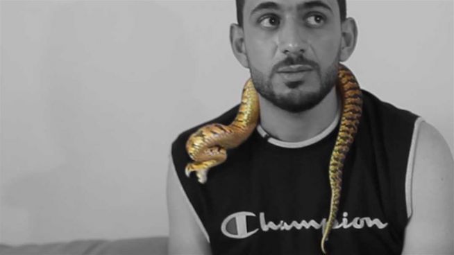 Live vor Kamera: Giftige Schlange beißt Besitzer