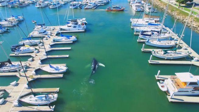 Gestrandet im Hafen: Drohne filmt verirrten Buckelwal