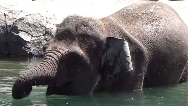 Tiere im Plansch-Rausch: Elefant und Eisbär außer sich