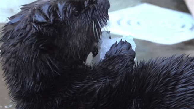 Im Fressrausch: Otter Lincoln liebt seine Eistüte