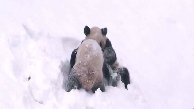 Tapsige Schneeballschlacht: Putzige Pandas im Schnee