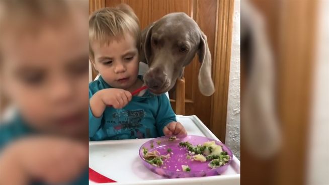 Niedlicher Dieb: Hund klaut Kind das Gemüse vom Teller