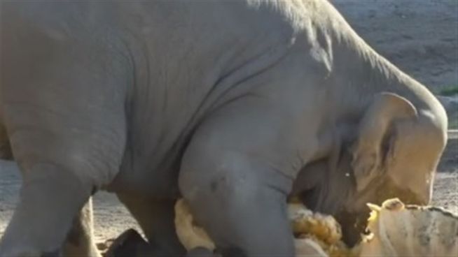 Kein Kraftakt: Elefanten vernaschen Riesenkürbisse