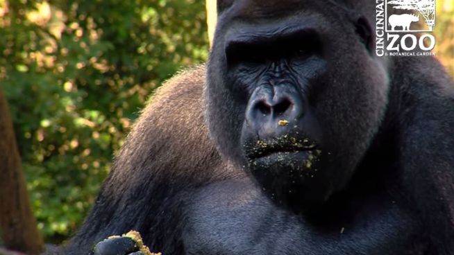 Affenstarke Party: Gorilla-Männchen feiert Geburtstag