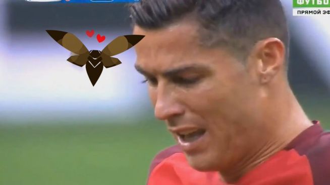 Tröstendes Insekt: Ronaldos Motte wird Viral-Hit