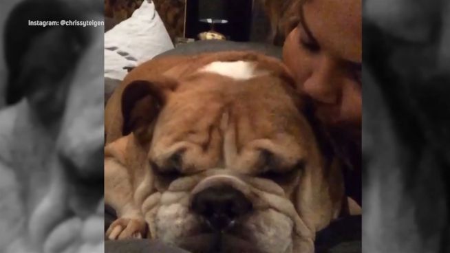 Schmerzlicher Abschied: Chrissy Teigen trauert um Hund